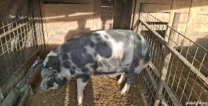 vand porc mare si frumos  - imagine 2