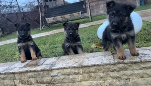 Ciobanesc German  - imagine 3