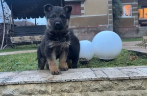 Ciobanesc German  - imagine 2