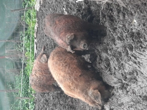 Mangalita   - imagine 2