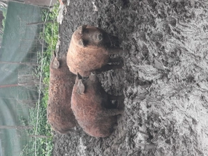 Mangalita   - imagine 4