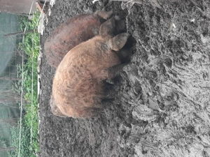 Mangalita   - imagine 3