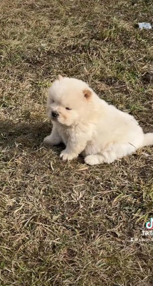 Chow chow femela - imagine 3