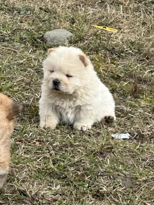 Chow chow femela - imagine 5