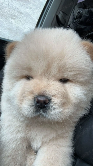 Chow chow femela - imagine 2