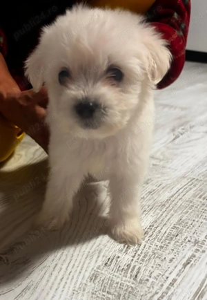 Pui bichon maltez