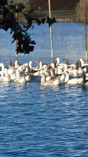 Gâște românești de vânzare  - imagine 2