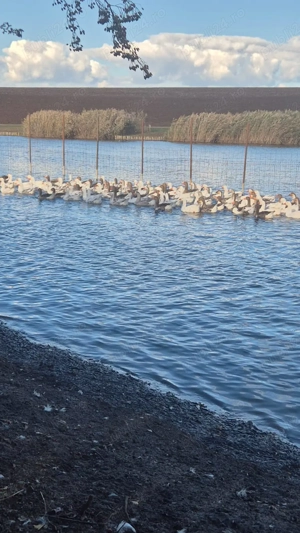 Gâște românești de vânzare  - imagine 4