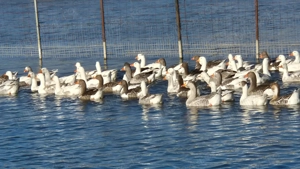 Gâște românești de vânzare  - imagine 5