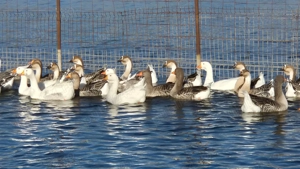 Gâște românești de vânzare  - imagine 3