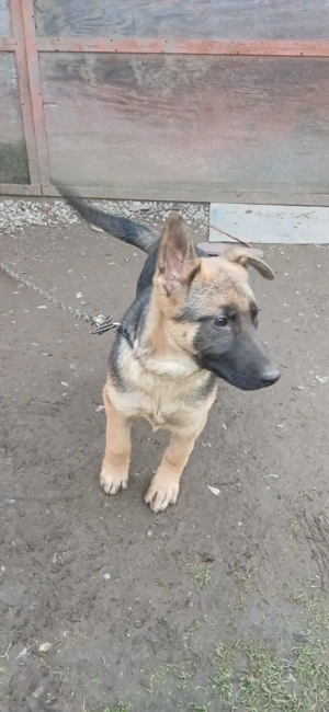 Vând câine ciobănesc german 