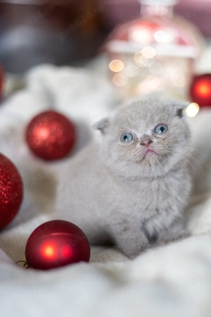Pisoi Scottish Fold - imagine 3