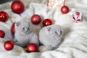 Pisoi Scottish Fold - imagine 2