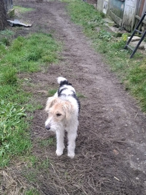 Vand femela fox terrier  - imagine 2