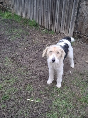 Vand femela fox terrier 