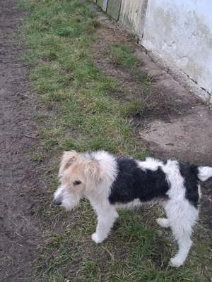 Vand femela fox terrier  - imagine 3