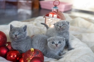 Pisoi British Blue - imagine 2