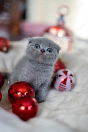 Pisoi British Blue - imagine 3