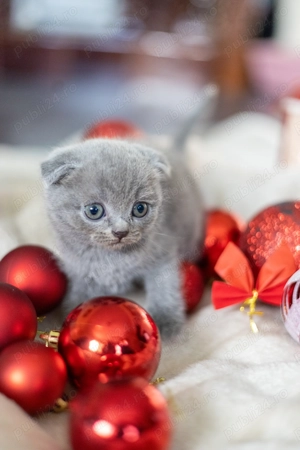 Pisoi British Blue - imagine 4