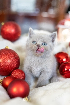 Pisoi Scottish Fold - imagine 4