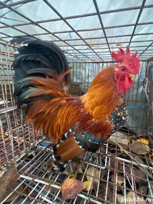 cocos pitic  - imagine 2