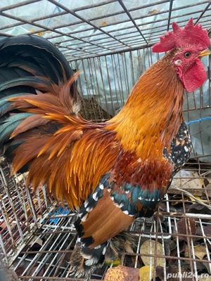 cocos pitic  - imagine 4