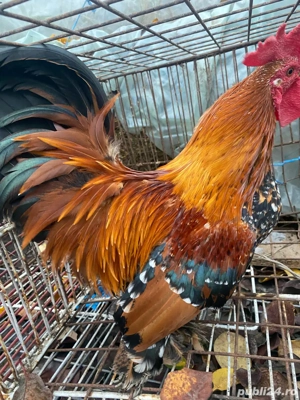 cocos pitic  - imagine 3