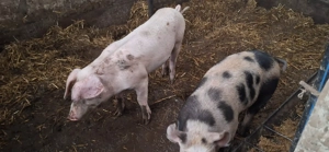 OFERTA 2 scrofite( 55-60 kg) foarte bune pentru prasila - imagine 3