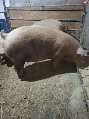 Porci  Bascov  250-300 Kg - imagine 2