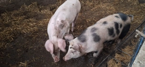 OFERTA 2 scrofite( 55-60 kg) foarte bune pentru prasila - imagine 2