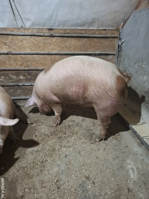 Porci  Bascov  250-300 Kg