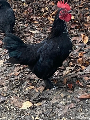 cocosei pitici - imagine 3