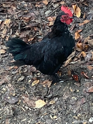 cocosei pitici - imagine 2