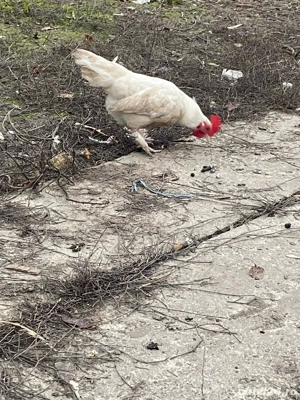 cocosei pitici - imagine 4