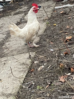 cocosei pitici - imagine 5