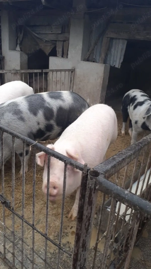 Vând porci grași    - imagine 2