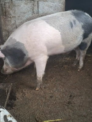     disponibili pentru Crăciun  - imagine 2