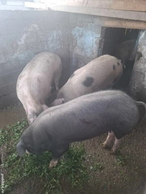     disponibili pentru Crăciun 