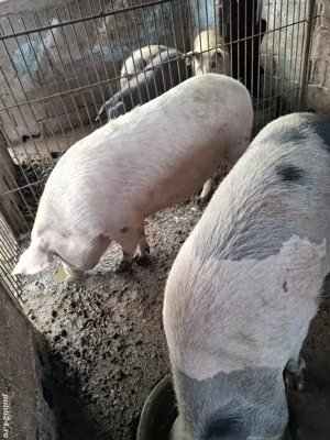     disponibili pentru Crăciun  - imagine 3