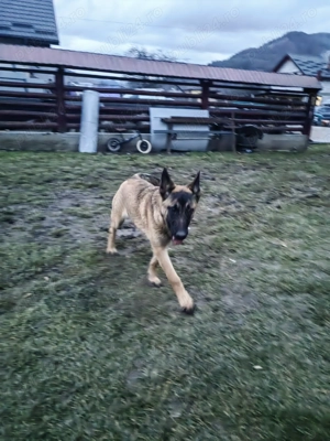 Ciobanesc Belgian Malinois