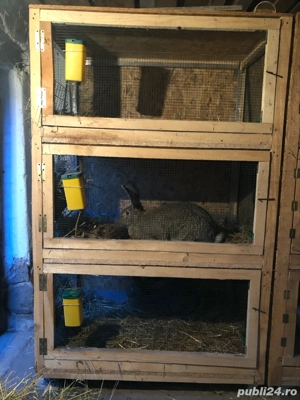 Custi pt iepuri+iepuri urias german gratis - imagine 2