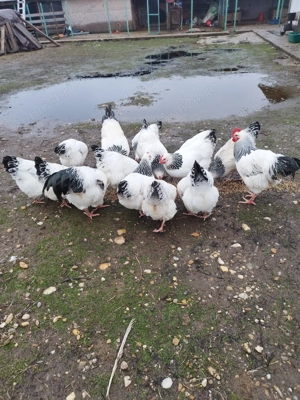 Vând găini susex - imagine 3