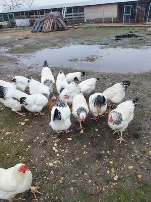 Vând găini susex - imagine 4