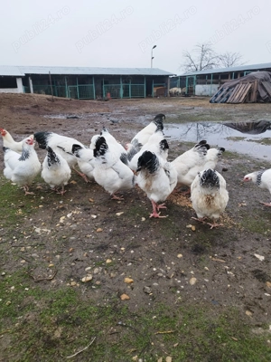 Vând găini susex - imagine 2