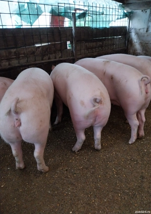 Vand porci de tara, Asigur transport