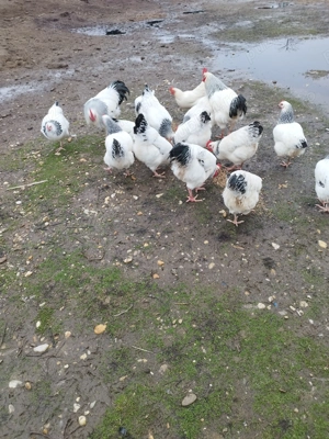 Vând găini susex - imagine 5