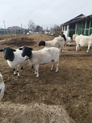 Vând 10 oi dorper gestante - imagine 2