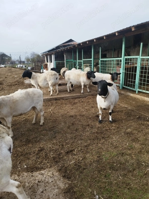 Vând 10 oi dorper gestante - imagine 3