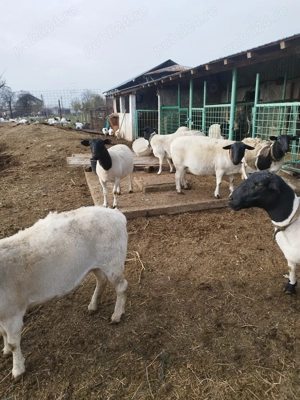 Vând 10 oi dorper gestante