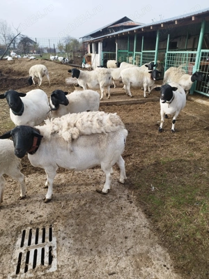 Vând 10 oi dorper gestante - imagine 5